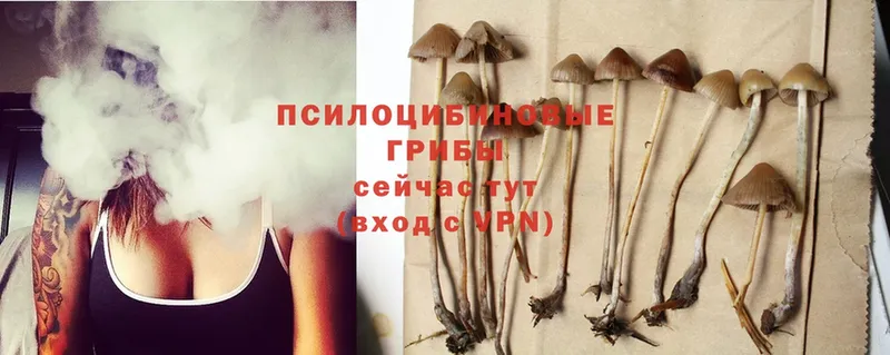 закладка  Десногорск  Псилоцибиновые грибы MAGIC MUSHROOMS 